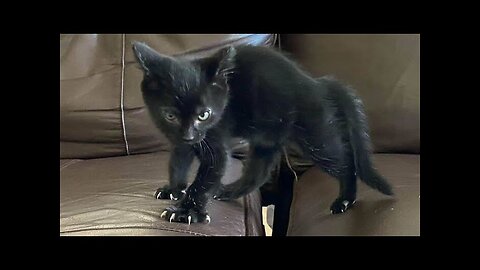 Funny animals - Funny cats dogs - Funny animal videos