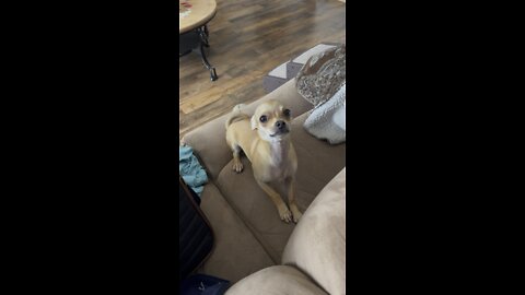 Little Bossy Chihuahua