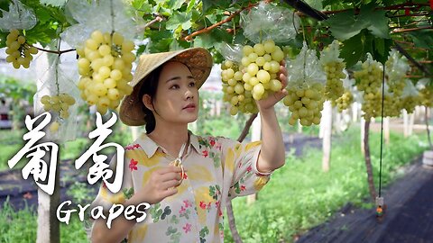 「One Fruit for a Table」Grapes - Sweet Gems on the Vines