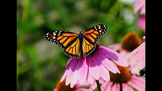 Monarch Butterfly