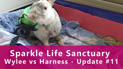 Wylee vs Harness - Update #11