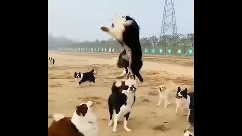 happy Dogs play with a balloon