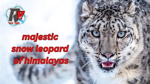 "Discover the Majestic Snow Leopard: A Rare and Elusive Beauty"