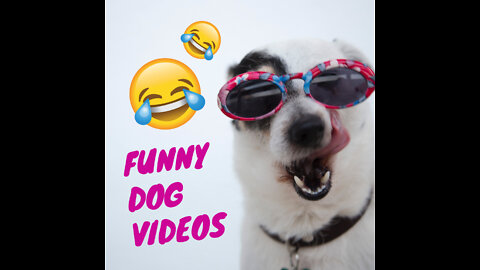 Funny Dog Videos 2022. Try Not to Laugh, Funny Videos