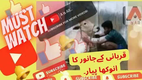 Qurbani Ke Janwar Se Pyar Part-I - Karachi Qurbani 2022 #AisAll #Subscribe #Like #Comment & #Share