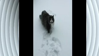 The cat's first time in the snow