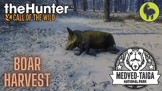 Boar Harvest, Medved Taiga | theHunter: Call of the Wild (PS5 4K)