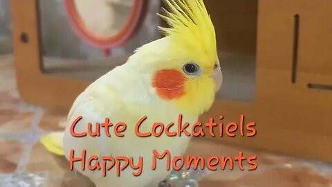 Cute Cockatiels' Happy Moments 💖