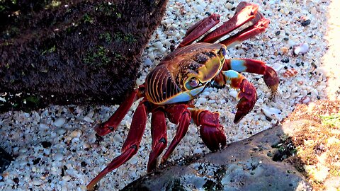 Huge and colourful crab patrols the beach in Galapagos islands