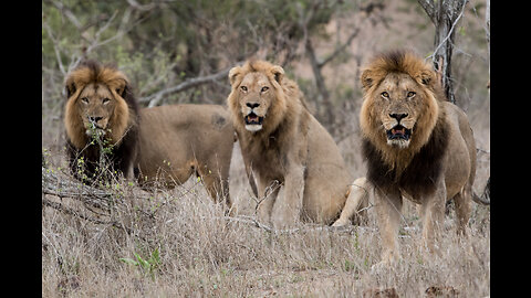 Lions Roaring Compilation