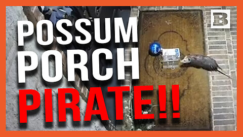Possum Porch Pirate! Possum Steals Package from Dallas Suburb Porch