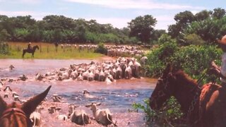 Chuva em MG exige manejo de vacas paridas no meio de Rio em Arinos.