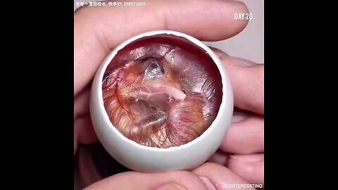 🔴 How A Chick Born From A Egg 🐣 - Interesting Video - 😱