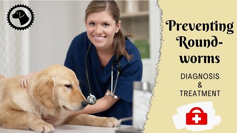 ROUNDWORMS IN DOGS - Detecting And Preventing Roundworms | DOG HEALTH 🐶 Brooklyn's Corner