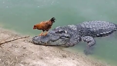 Rooster Shows The Crocodile Who's The Boss & Bullied Him