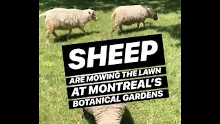 Sheep Are Mowing The Lawn At The Botanical Gardens In Montreal