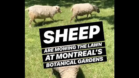 Sheep Are Mowing The Lawn At The Botanical Gardens In Montreal