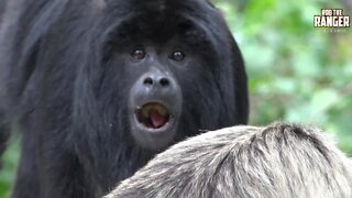 Black Howler Monkey Family | Alouatta caraya