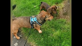 Hazel the jackweenie and her cute puppy friend goofy