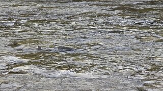 Salmon spawning as the seagulls await