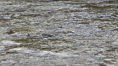 Salmon spawning as the seagulls await