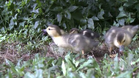 Duck Babies Scavenging