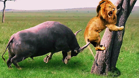 Savannah Showdown Brave Buffalo Defends Against Relentless Lion Attack – Raw Wildlife Drama Unfol