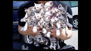 DAILY HAPPY VIDEO (13) - MAN SAVES EVERY LAST KITTEN!! Have A Great Tuesday Everyone!!