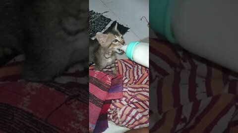 kitten drink milk from baby milk bottle, kitten, drink milk, baby milk bottle, part 2