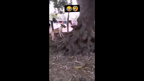 Dog vs monkey fight. Funny🤣