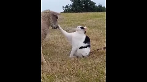 Cat and goat playing in the field supper cute_bonding moment🤣😂🤣😂