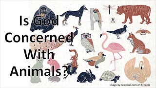 Is God Concerned With Animals?