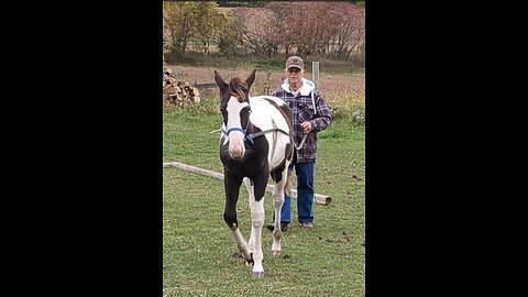 Bandit the weanling TWH being line driven by Jack Griffiths, his owner - 16 Oct 2023