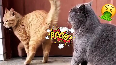 cats farting funny cat farting video
