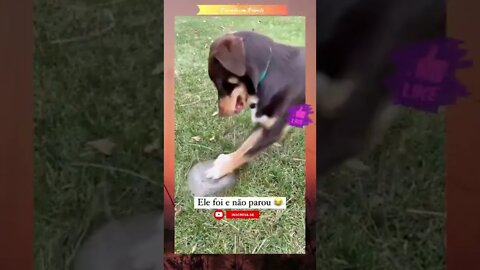 ANIMAIS ENGRAÇADOS | Cães e Gatos Fofos fazendo coisas engraçadas #Shorts #animais