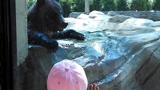 Adorable Bear Loves To Play Hide And Seek