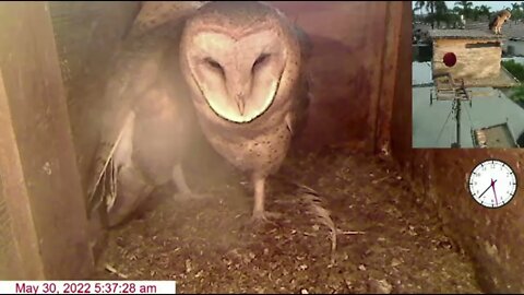 Morning comes too soon for these Owlets. 5-30-22