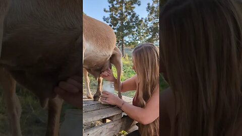 It doesn't always go as planned 🙄 #goats #goatmilk #milking #homestead #farmlife #FarmToTable