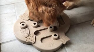 Golden Retriever Solves Puzzle - Review Puzzle Toy for Dogs