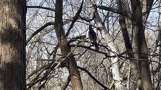 Cautious Blue Jay