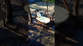 Muscovy duck thinking about getting in the water