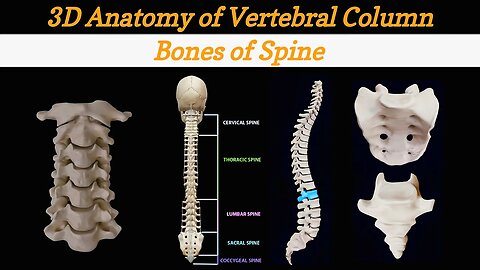 Vertebral Column Anatomy And Bones [ Cervical, Thoracic, Lumber, Sacral, Coccygeal Spine ] - Lec #6