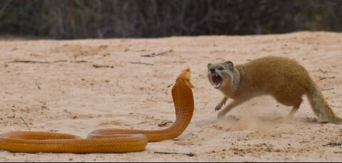 mongoose and snake fight. why dose the mongoose always beat the snake?