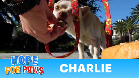 Charlie - rescued yesterday by Eldad Hagar. Please subscribe to my channel :-)