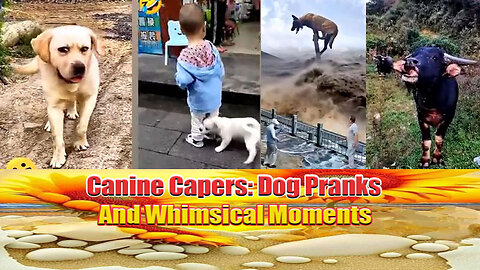 Canine Capers Dog Pranks and Whimsical Moments
