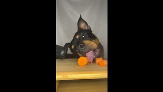 Dog Reacts To Trying Carrots ASMR #viral #trending