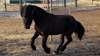 Friesian filly has fun playing with puppy