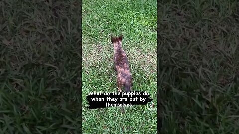 Dutch Shepherd puppy showing off