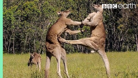 Kangaroo Boxing Fight | Life Story