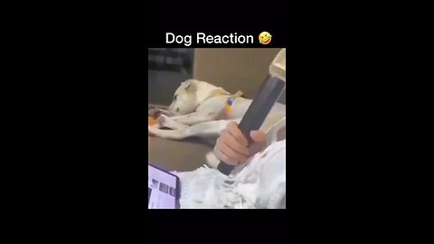 Dog Reaction